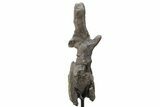 Sauropod Dinosaur Vertebra on Metal Stand - Wyoming #227739-2